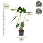 Alocasia zebrina (olifantsoor) – Ø32 cm, 130 cm hoog