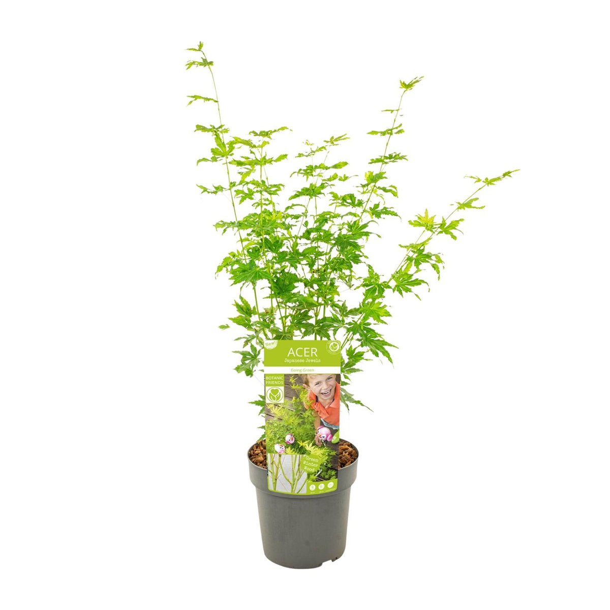 Acer palmatum 'Going Green' (Japanse esdoorn) – Ø19 cm, 50 cm hoog