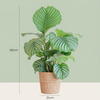 Calathea orbifolia med tangkurv – Ø21 cm, 65 cm høj