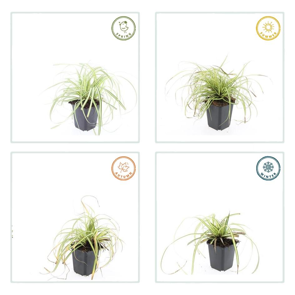 Carex oshim. 'Evergold' (zegge) – 48 planten, Ø9 cm, 10–25 cm hoog