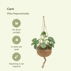 2× Pilea Peperomiodes – Ø15 cm, 20 cm høj