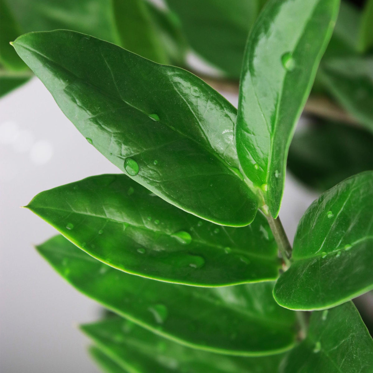 2× Zamioculcas (zz-plant) met mand – Ø17 cm, 65–75 cm hoog