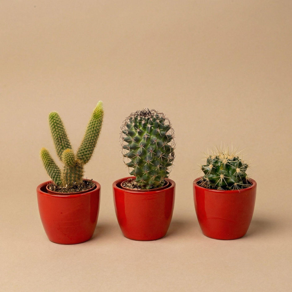 Lot de 3 cactus en mini-pot rouge – Ø6 cm, 8–12 cm de haut
