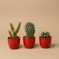 Lot de 3 cactus en mini-pot rouge – Ø6 cm, 8–12 cm de haut