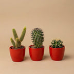 Lot de 3 cactus en mini-pot rouge – Ø6 cm, 8–12 cm de haut