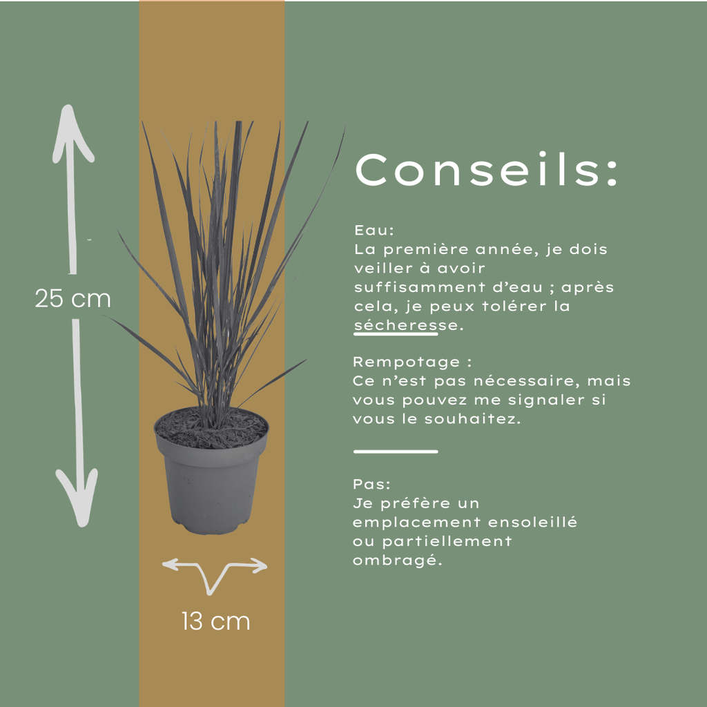 Panicum virgatum 'Northwind' (herbe à doigt) – 3 plants, Ø12 cm – photo 10