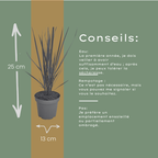 Panicum virgatum 'Northwind' (herbe à doigt) – 3 plants, Ø12 cm