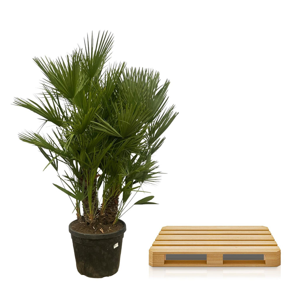 Chamaerops humilis multi-stem (dwarf palm) – Ø50 cm, 220 cm high – photo 3