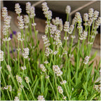 Lavender (Lavandula) – 72 plants, Ø7 cm, 15 cm high – white