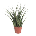 Sansevieria Fernwood Punk (vrouwentong) – Ø12 cm, 35 cm hoog