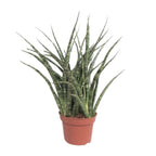 Sansevieria Fernwood Punk (vrouwentong) – Ø12 cm, 35 cm hoog