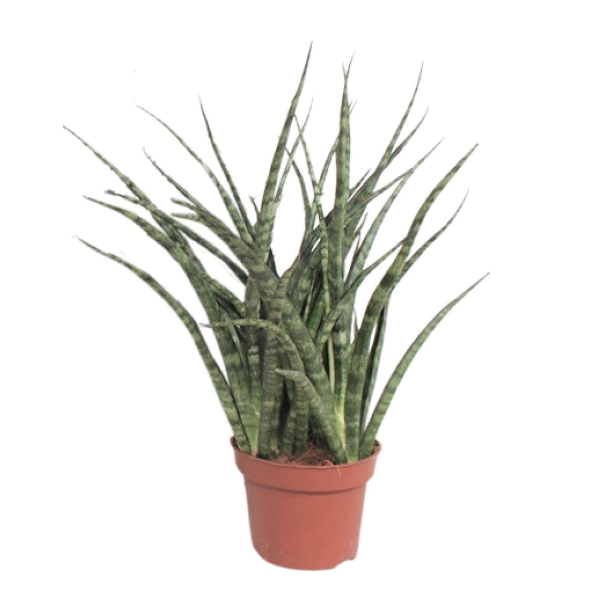 Sansevieria Fernwood Punk (vrouwentong) – Ø12 cm, 35 cm hoog