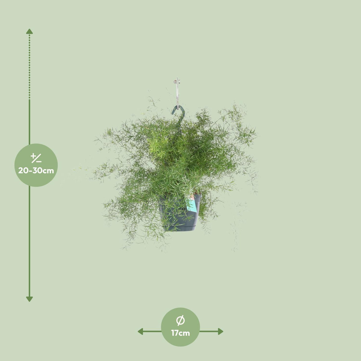 Asparagus Sprengeri Hang (asparagusvaren) – Ø17 cm, 35 cm hoog