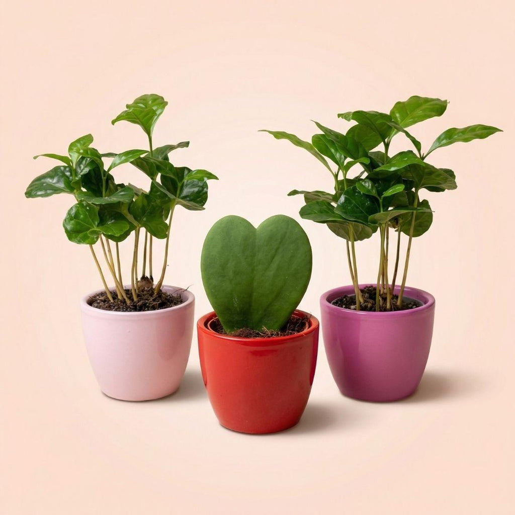 3× Coffea arabica (Kaffeepflanze) im Mini-Topf – Ø6 cm