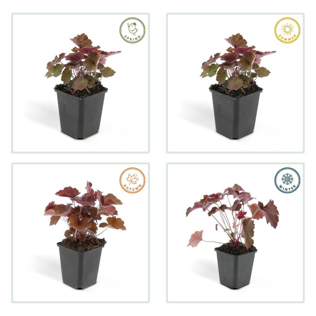 Heuchera mic. 'Palace Purple' (purperklokje) – 24 planten, Ø9 cm, 10–25 cm hoog