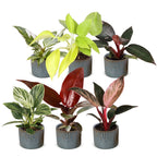 6× Baby Philodendron Family incl. Linnea Misty Blue – Ø6 cm, 10–15 cm high