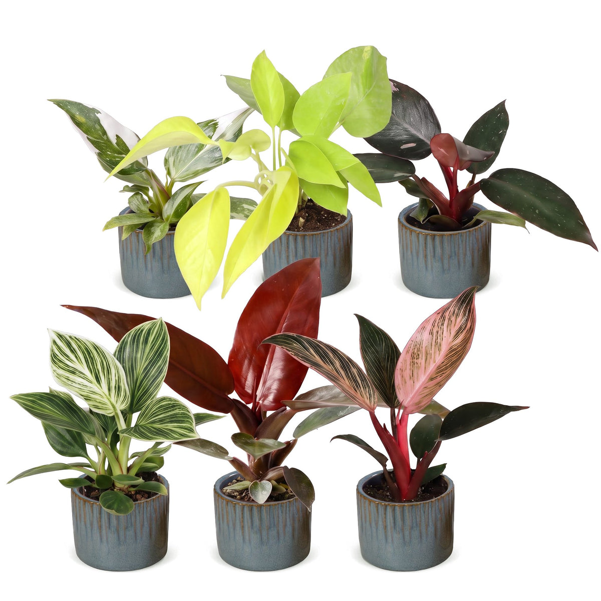 6× Baby Philodendron Family incl. Linnea Misty Blue – Ø6 cm, 10–15 cm høj
