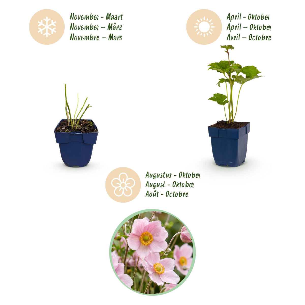 Anemone hybr. 'Kön. Charlotte' (Herbstanemone) – rosa – 6 Pflanzen, Ø 11 cm, 15–25 cm hoch