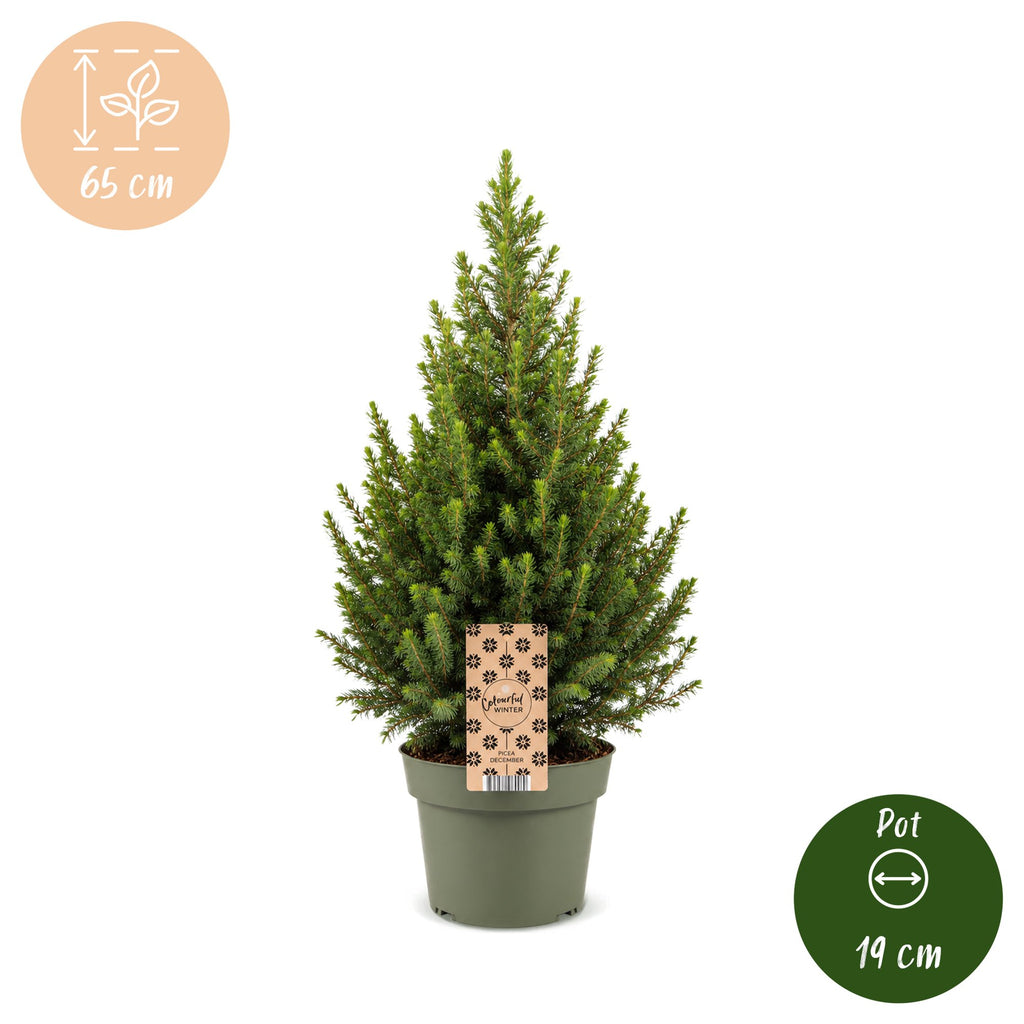 Picea glauca Conica (petit sapin de Noël) – Ø19 cm, 65 cm de haut