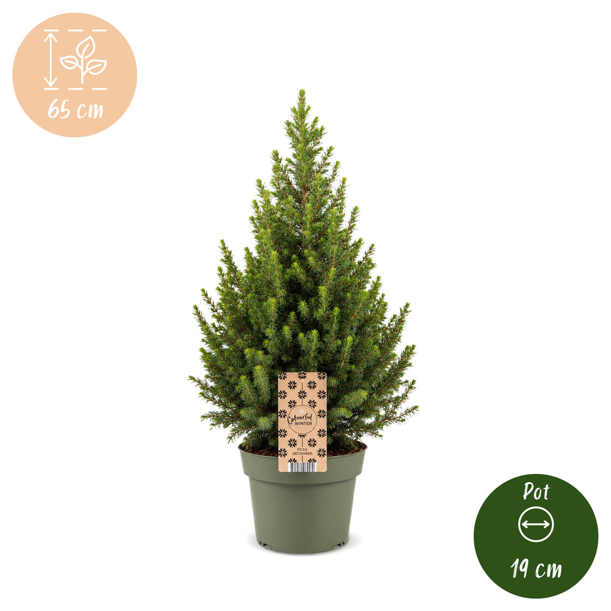 Picea glauca Conica (petit sapin de Noël) – Ø19 cm, 65 cm de haut