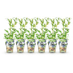 Vaccinium corymbossum 'Northland' (blueberry) – 6 plants, Ø9 cm, 35 cm high