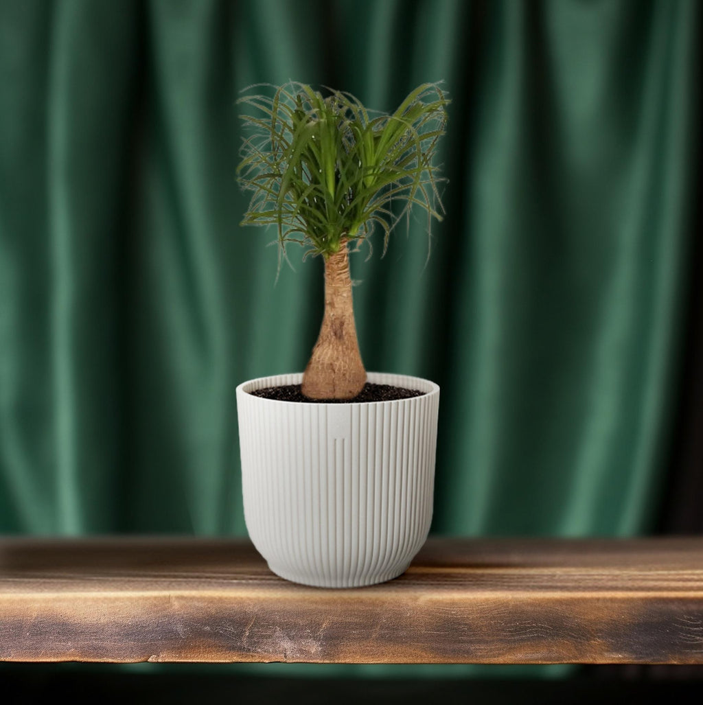 Beaucarnea Nolina (elephant foot) – Ø19 cm, 60 cm high – photo 6