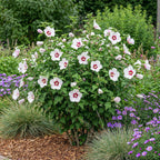 Hibiscus syriacus 'Hamabo' (trädgårdshibiskus) – ljusrosa – Ø17 cm, 45 cm hög