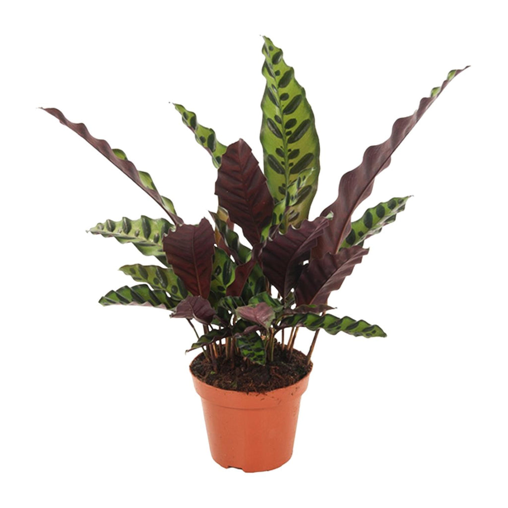 Calathea Insignis – Ø 12 cm, 30 cm hoch