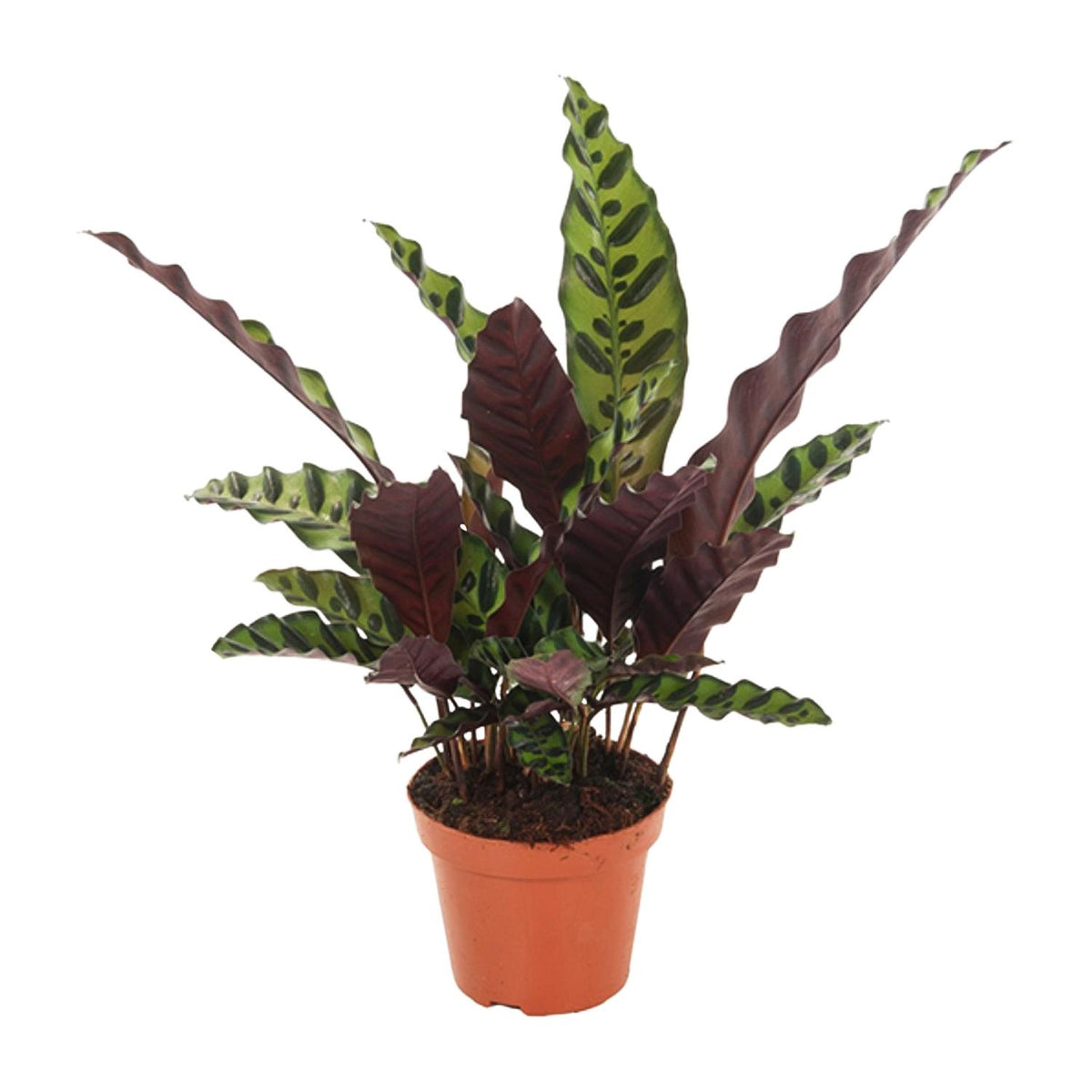 Calathea Insignis – Ø 12 cm, 30 cm hoch