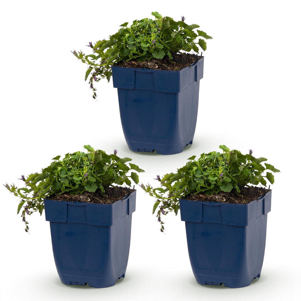 Campanula poscharskyana 'Stella' (jacinthe à feuilles de pêcher) – violet – 3 plants, Ø11 cm, 15–25 cm de haut