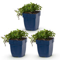 Campanula poscharskyana 'Stella' (jacinthe à feuilles de pêcher) – violet – 3 plants, Ø11 cm, 15–25 cm de haut