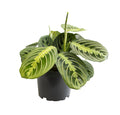Maranta Lemon Lime (Gebetsstaude) – Ø 12 cm, 30 cm hoch
