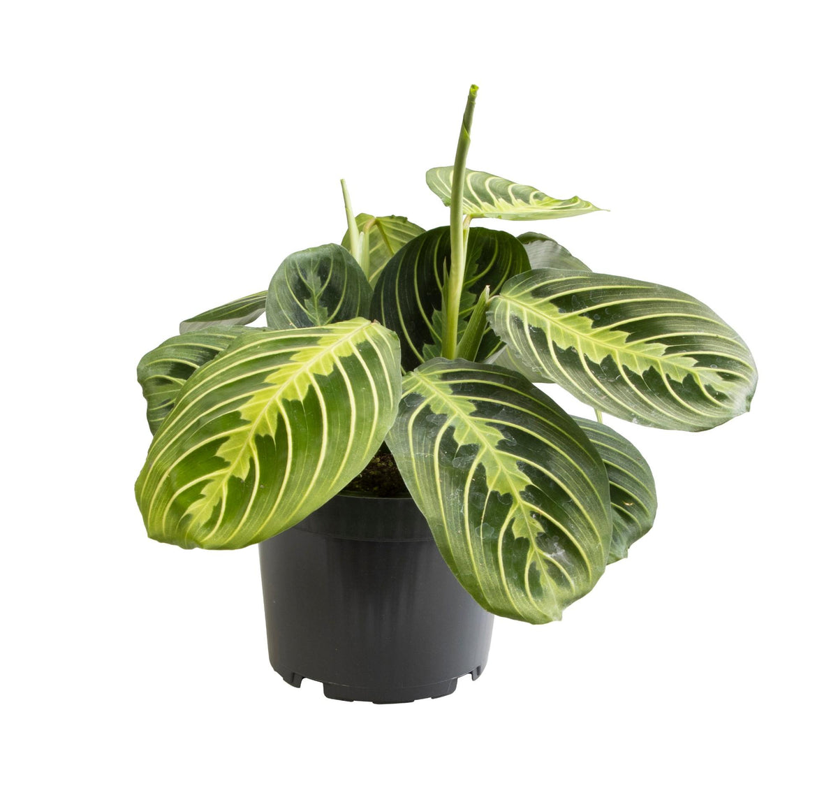 Maranta Lemon Lime (Gebetsstaude) – Ø 12 cm, 30 cm hoch