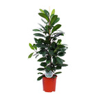 Ficus Cyathistipula – Ø21 cm, 105 cm hoog