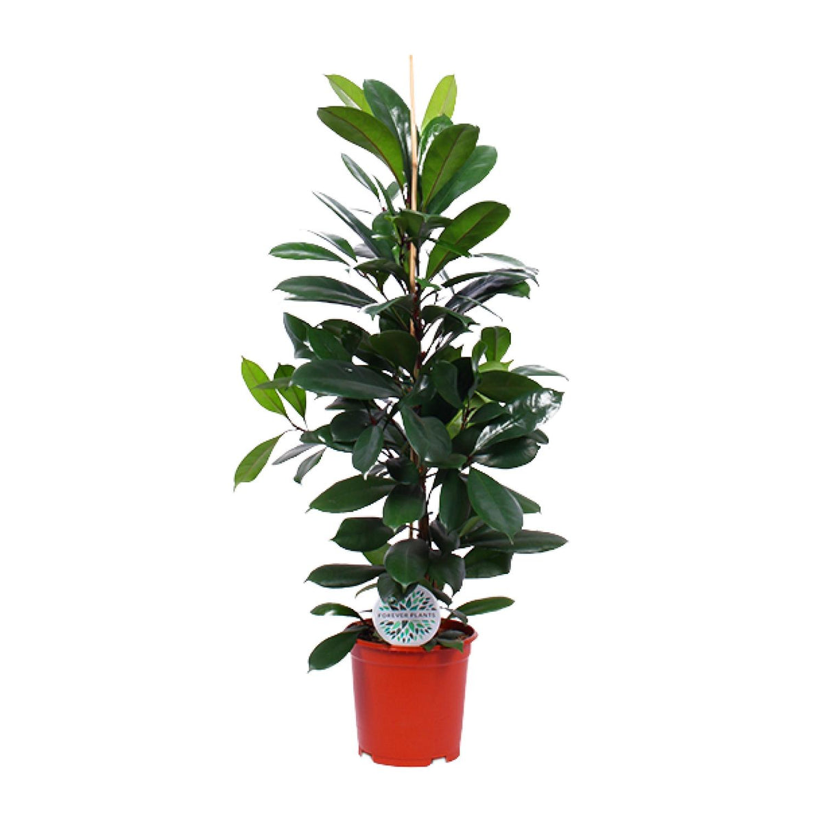 Ficus Cyathistipula – Ø21 cm, 105 cm høj