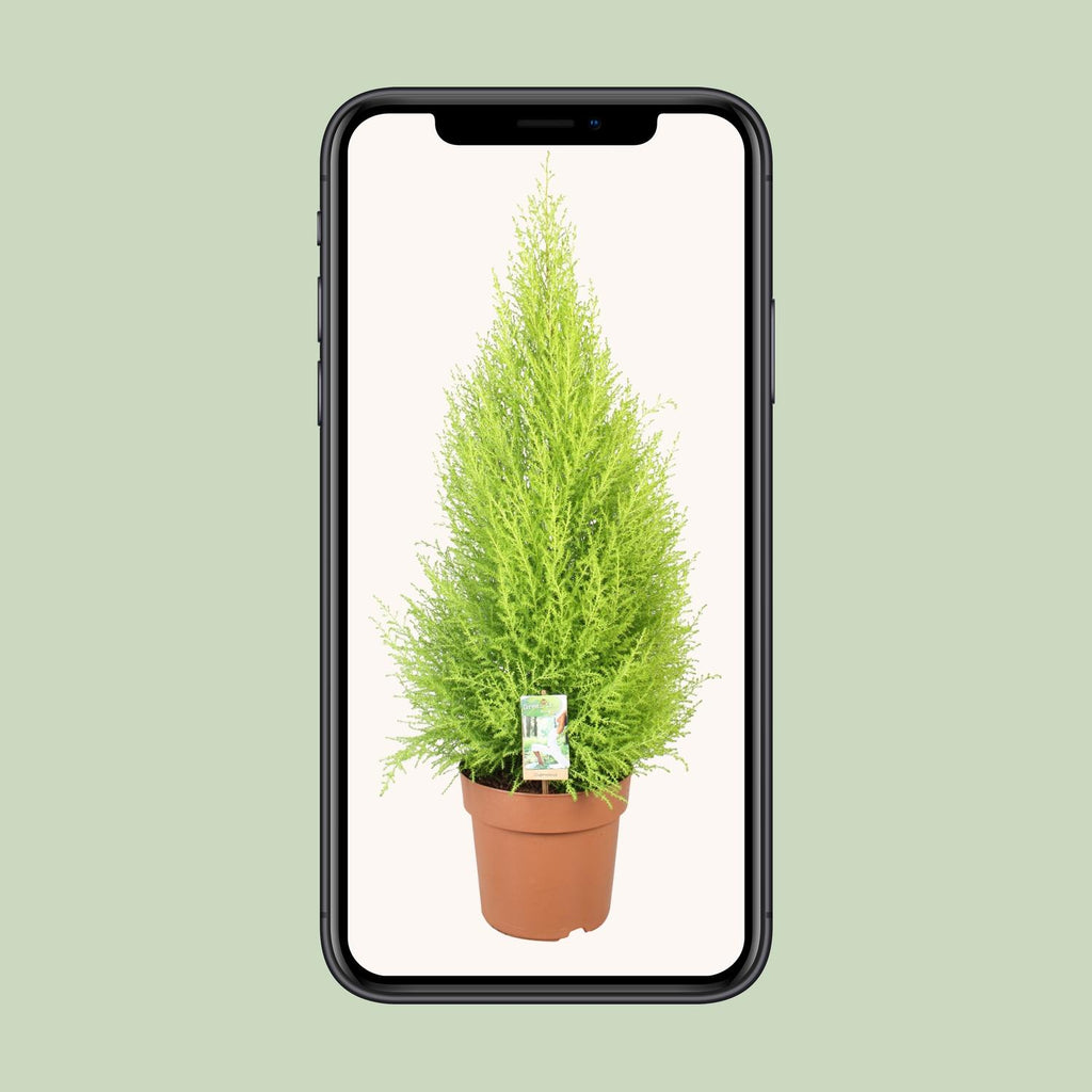 Cupressus Goldcrest Wilma (indendørs cypres) – Ø21 cm, 90 cm høj