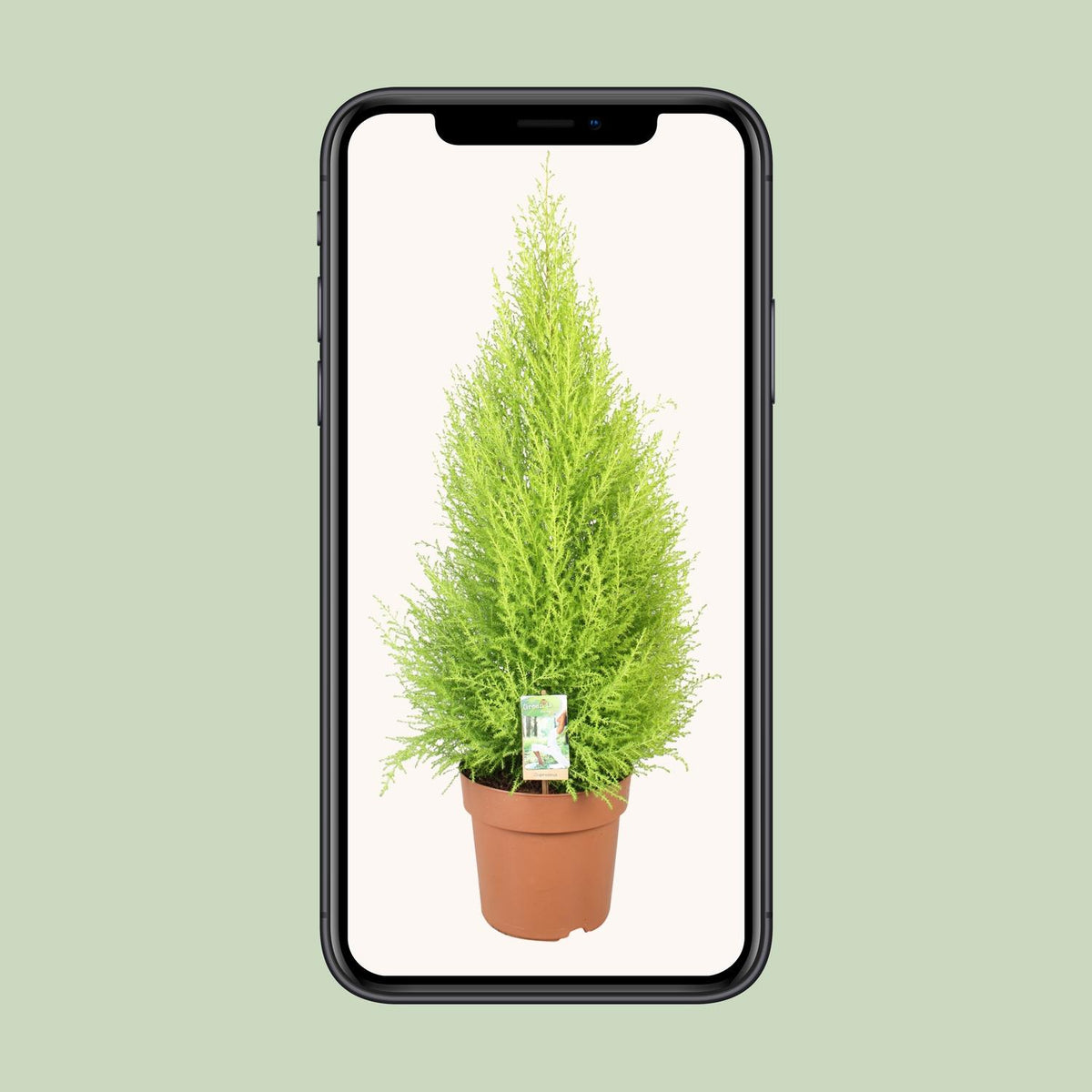 Cupressus Goldcrest Wilma (indendørs cypres) – Ø21 cm, 90 cm høj