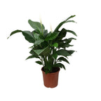 Spathiphyllum Sweet Silvana (peace lily) – Ø24 cm, 80 cm tall