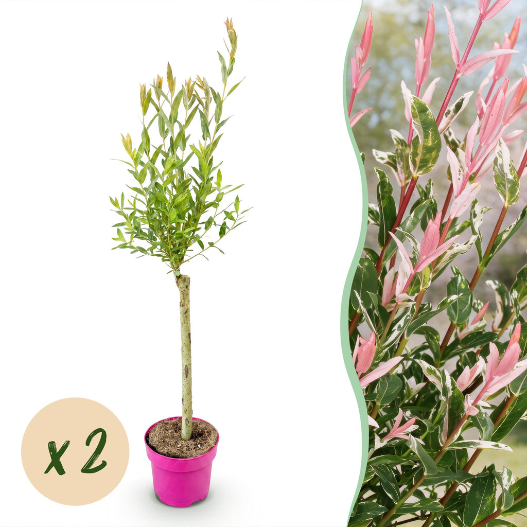 Salix 'Flamingo' (saule) – 2 plants, Ø17 cm, 70–80 cm de haut