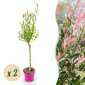 Salix 'Flamingo' (saule) – 2 plants, Ø17 cm, 70–80 cm de haut
