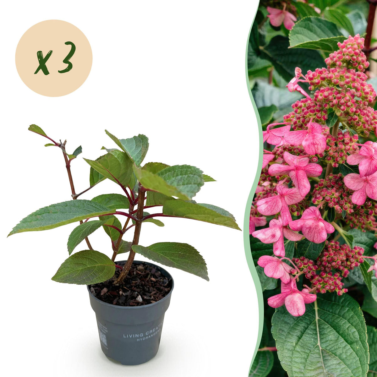 Hydrangea panniculata 'Living Infinity' (pluimhortensia) – wit – 3 planten, Ø12 cm, 20–30 cm hoog