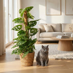 Masque de singe (Monstera) avec panier – Ø19 cm, 90 cm de haut