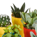 15× Mélange de cactus et plantes grasses (Cactaceae) – Ø6 cm, 13 cm de haut – pot en plastique coloré