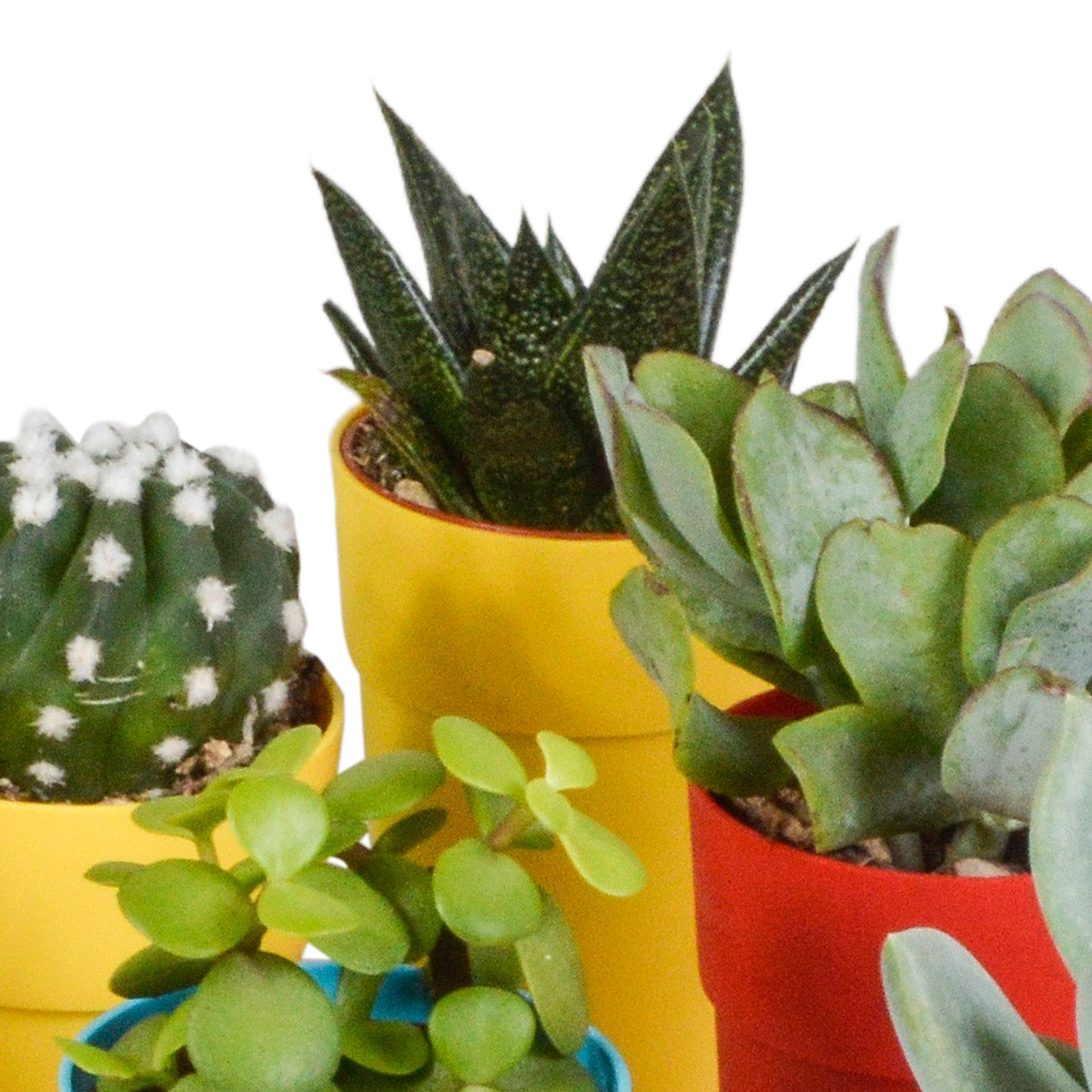 15× Mélange de cactus et plantes grasses (Cactaceae) – Ø6 cm, 13 cm de haut – pot en plastique coloré