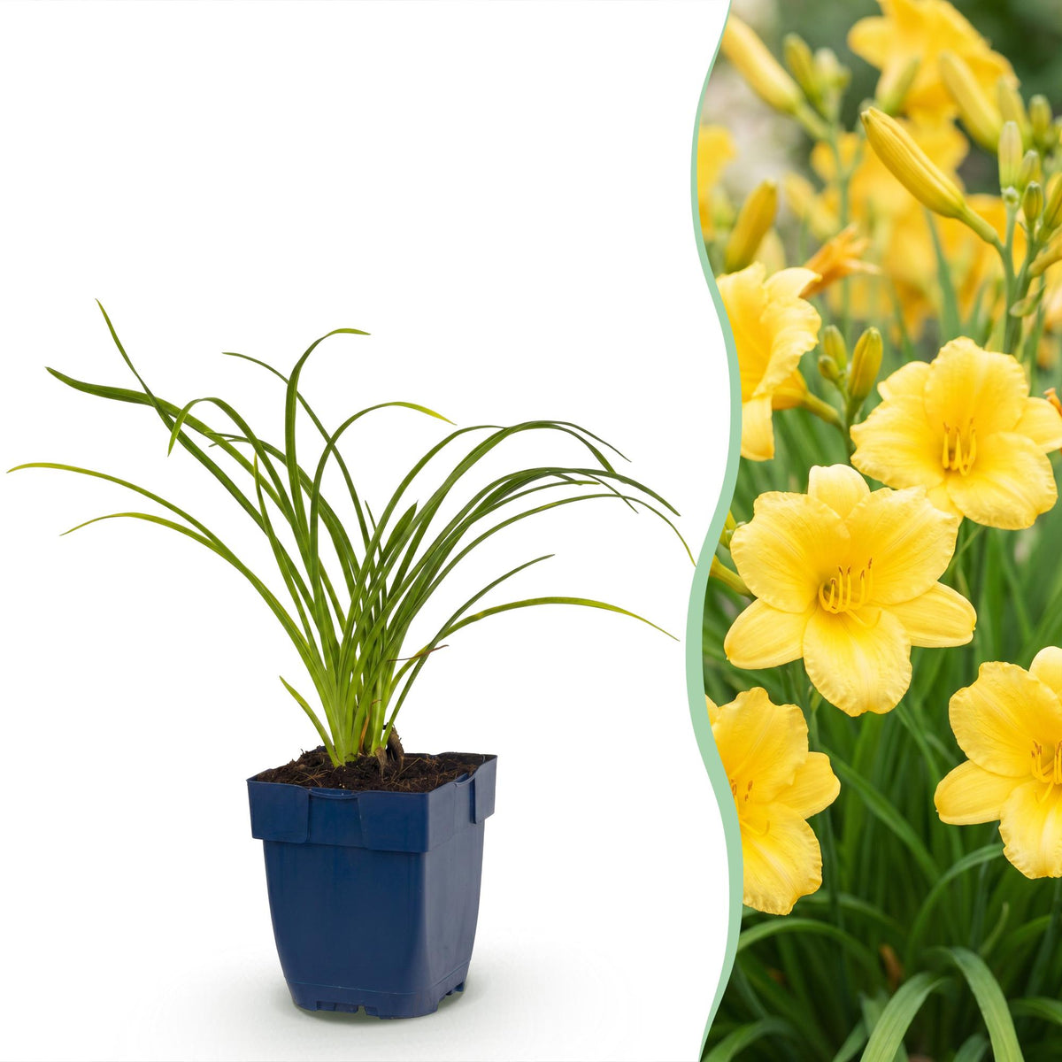 Hemerocallis 'Stella D’Oro' (daglelie) – geel – Ø11 cm, 15–25 cm hoog