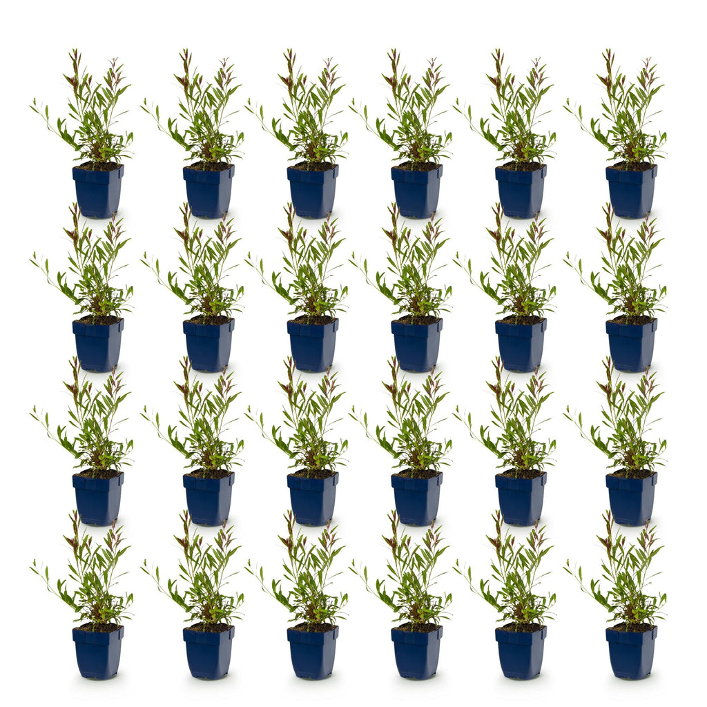 Gaura lindh. 'Whirling Butterflies' (prachtkaars) – white – 24 plants, Ø11 cm, 15–25 cm high – photo 2