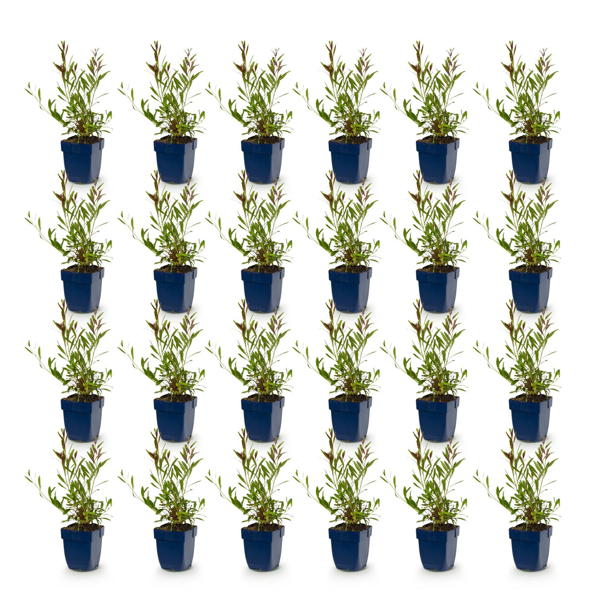 Gaura lindh. 'Whirling Butterflies' (prachtkaars) – white – 24 plants, Ø11 cm, 15–25 cm high – photo 2