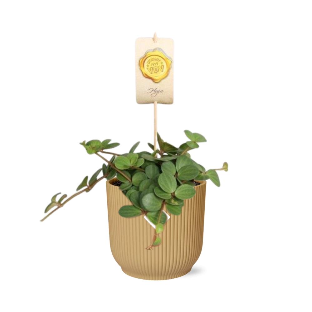 Peperomia ‘Hope’ i ELHO Vibes Fold 14 cm gul – 15 cm høj