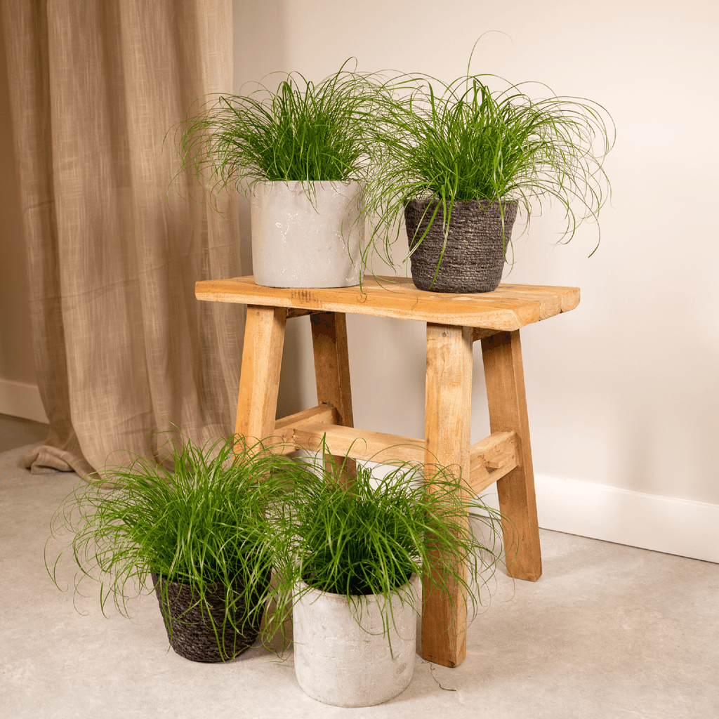 4× Cat Grass (Cyperus) – Ø12 cm, 20 cm high – photo 2