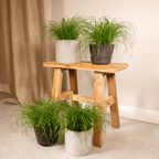 4× Cat Grass (Cyperus) – Ø12 cm, 20 cm high